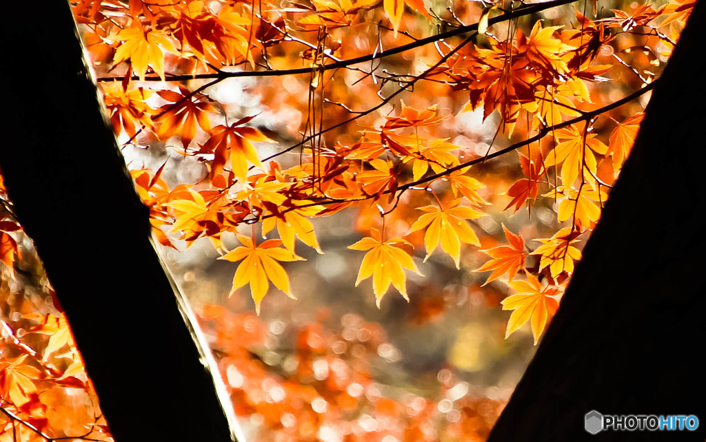 紅葉