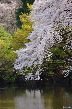 春の風景