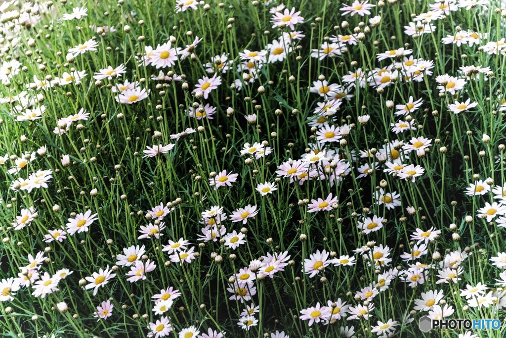 花畑