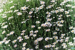 花畑