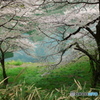 千鳥ヶ淵の桜
