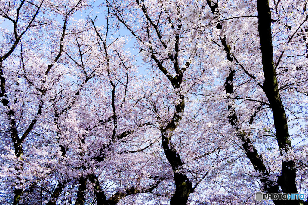 春日和・満開の桜