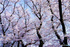 春日和・満開の桜