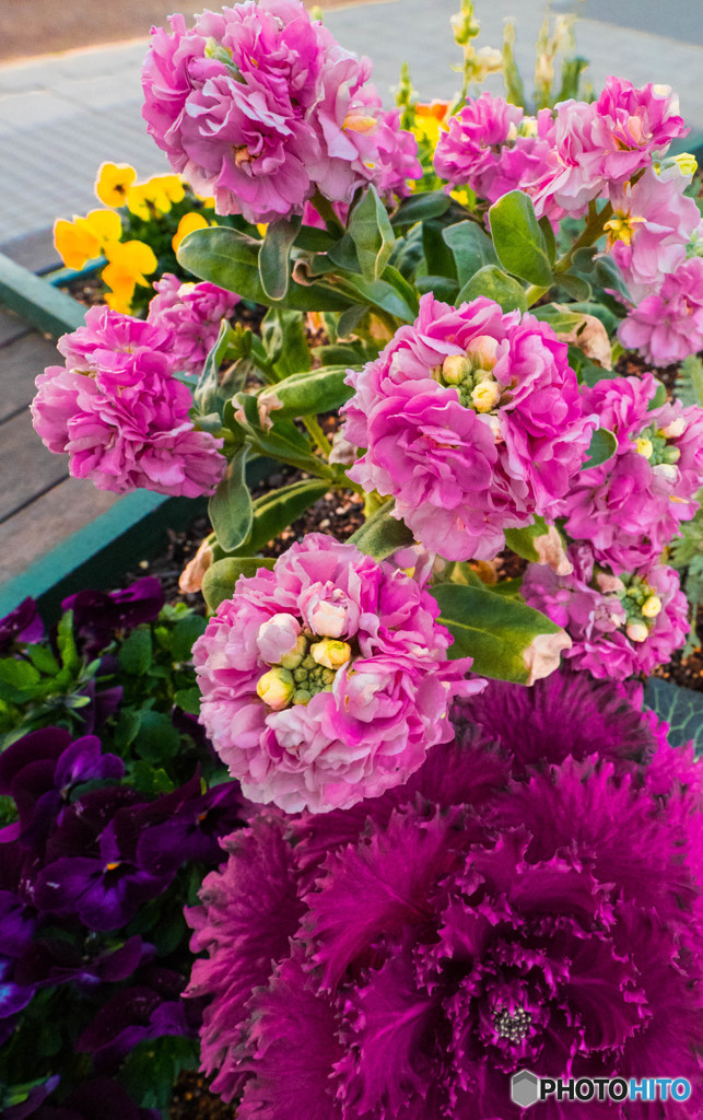花壇の花