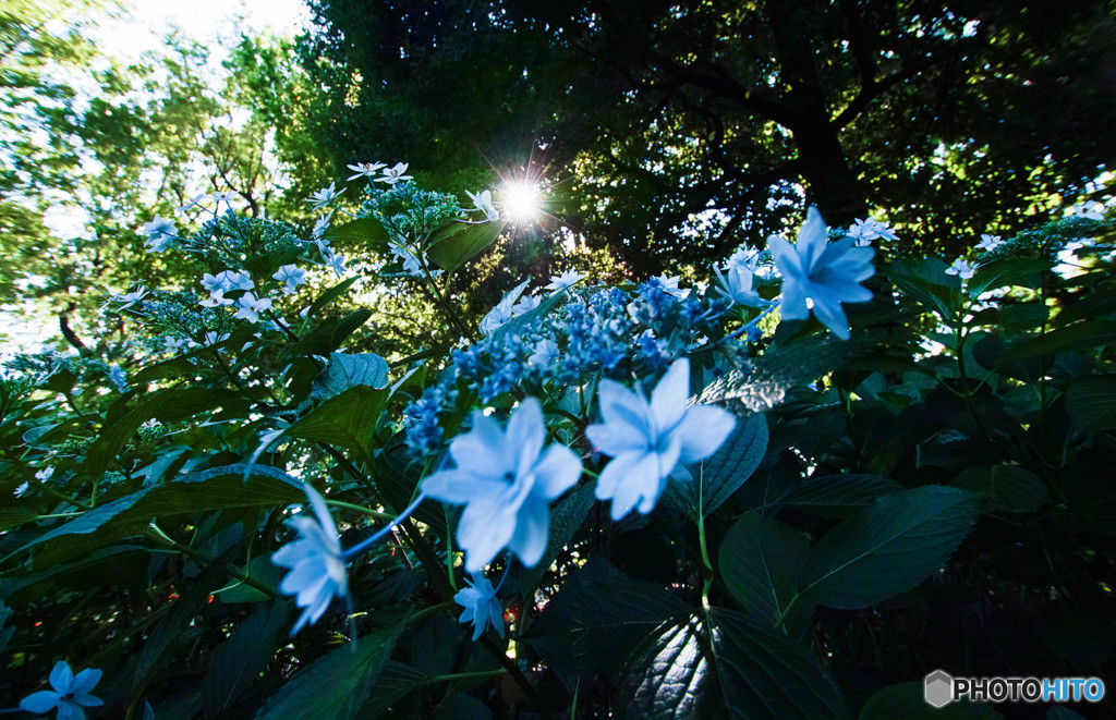 紫陽花のある風景