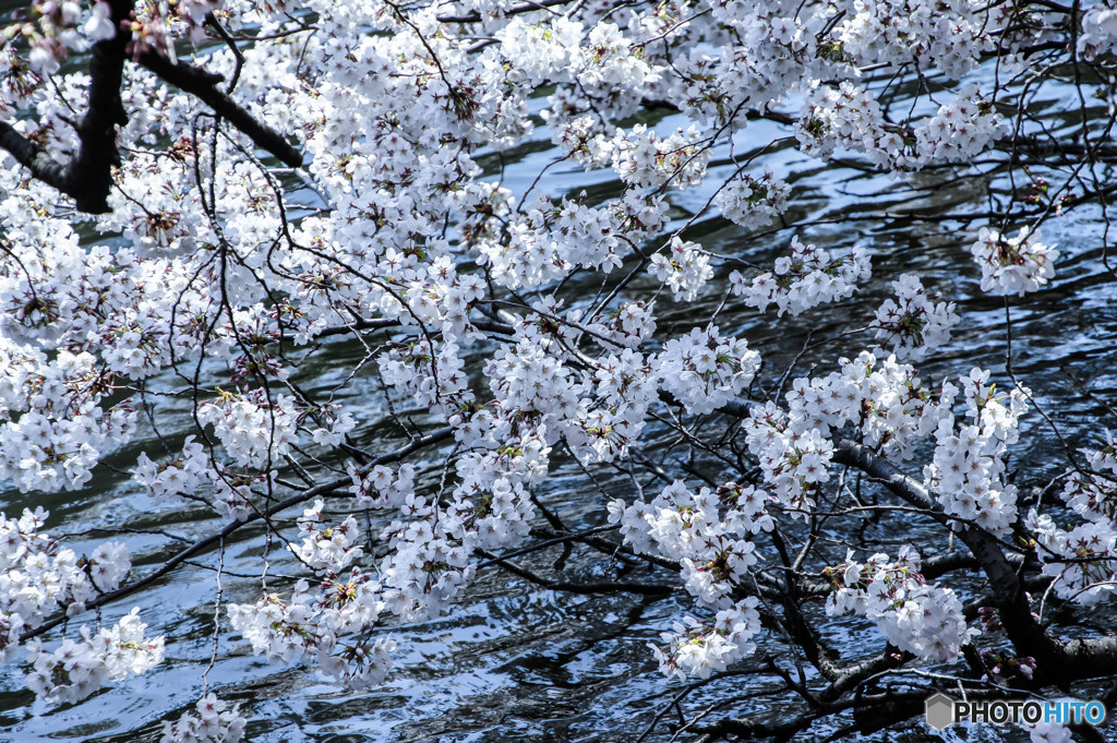 水面に咲く桜
