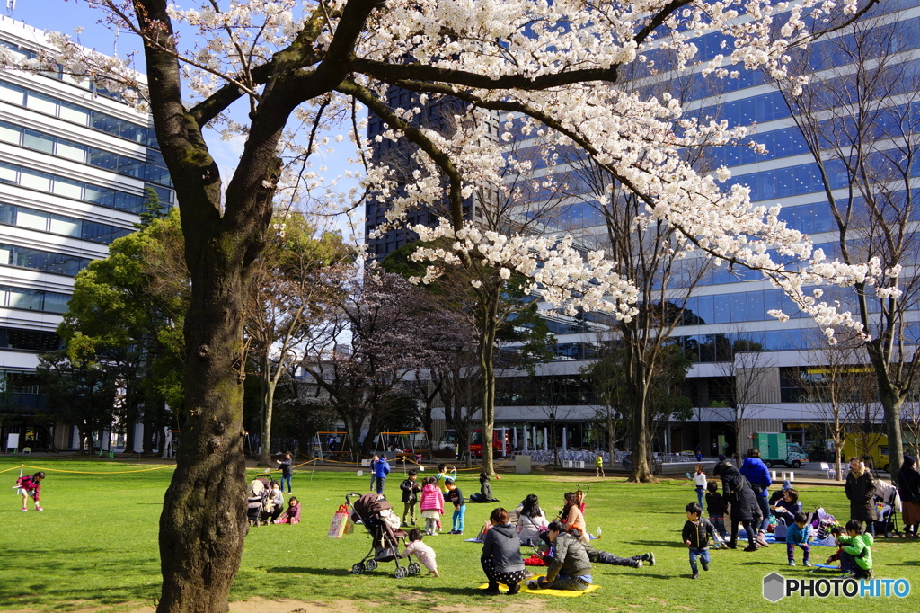 桜の下で憩う