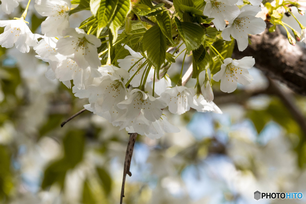 そろそろ葉桜