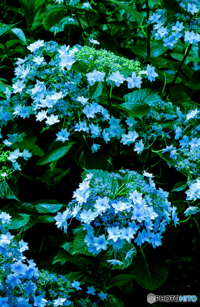 紫陽花