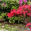 春の花