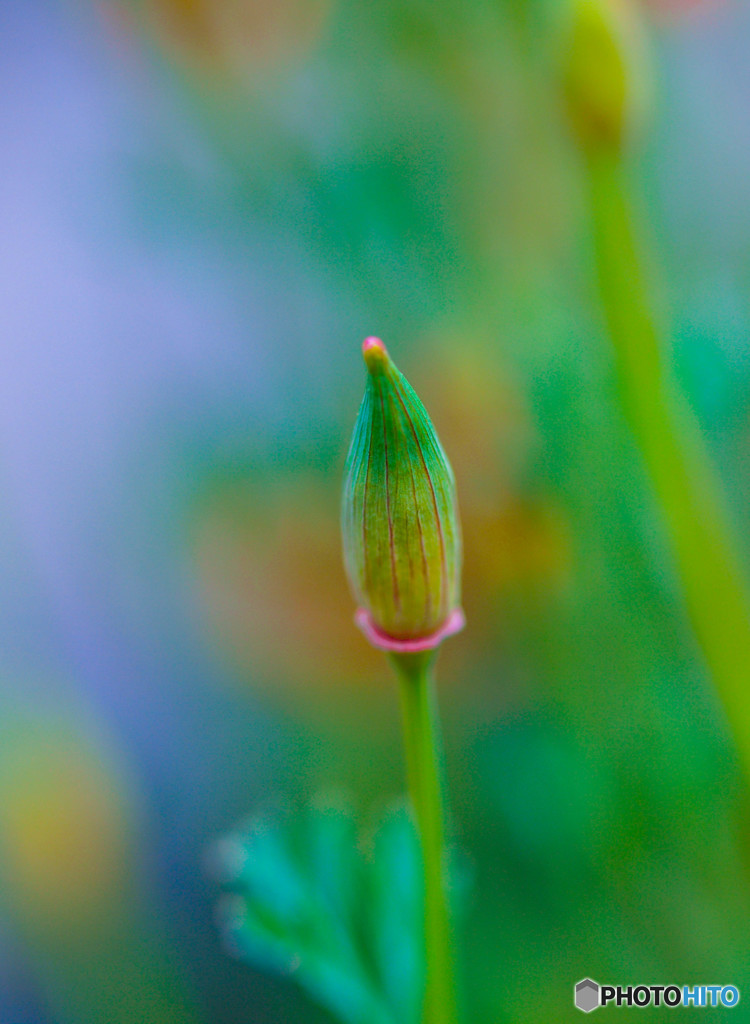 朝霧の中のハナビシ草のつぼみ
