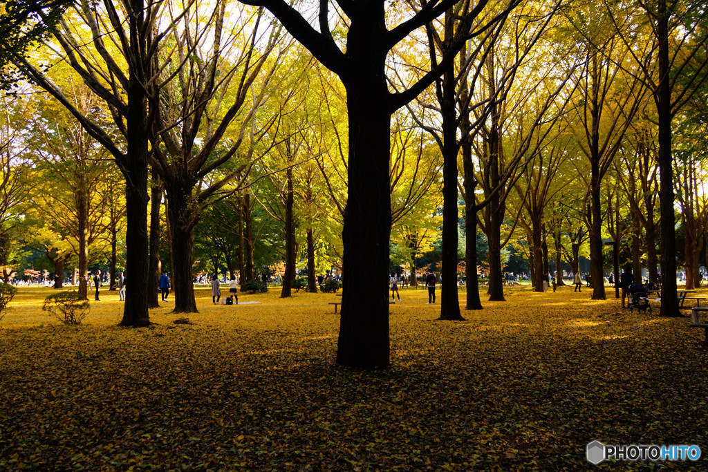 代々木公園の秋