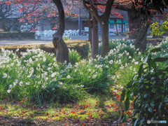 冬の花