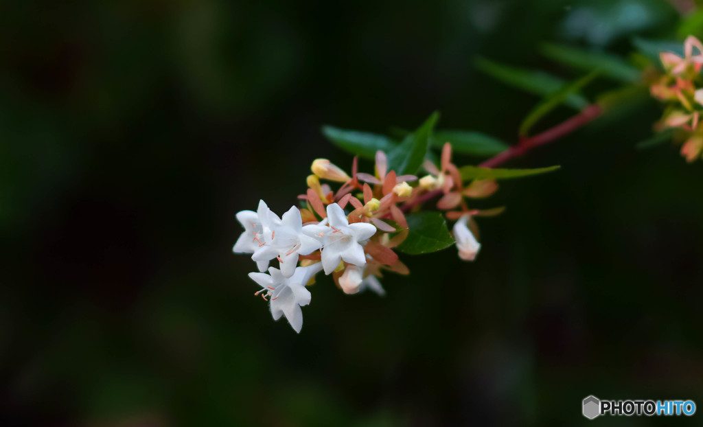 Abelia