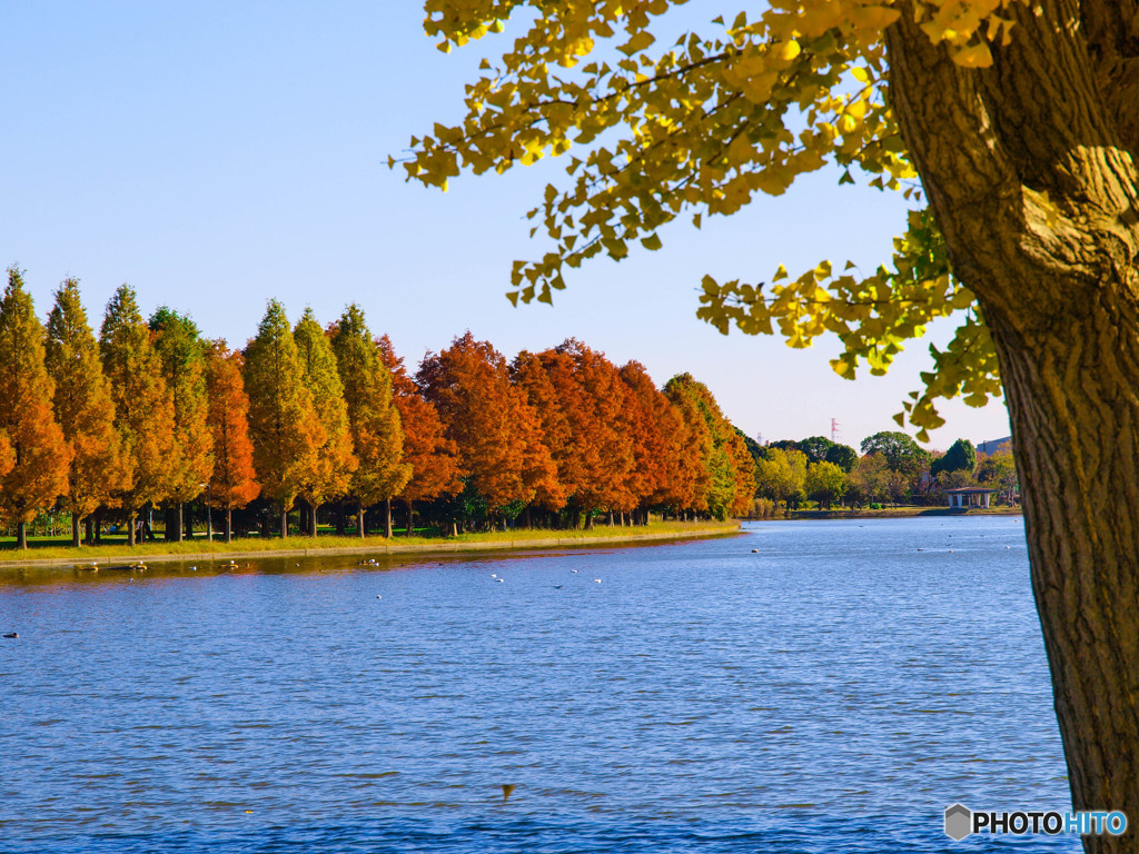 水元公園・秋