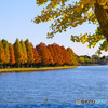 水元公園・秋