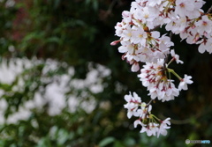 桜咲く