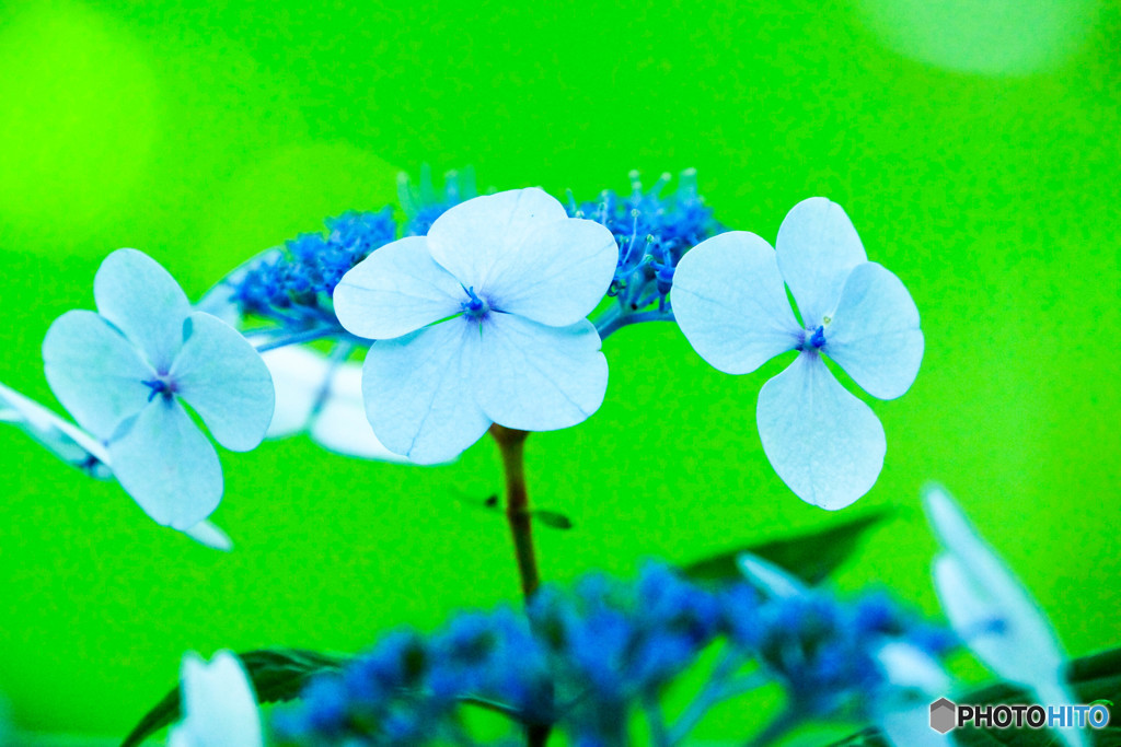 紫陽花