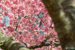 満開の大山桜