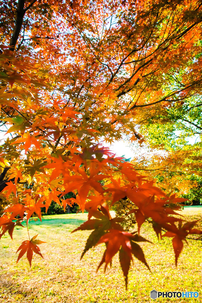紅葉