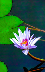 温室に咲く花