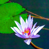 温室に咲く花