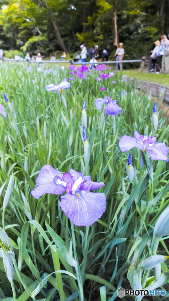 菖蒲咲く