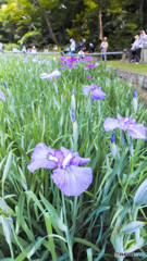 菖蒲咲く