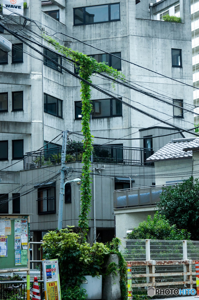 植物の生命力