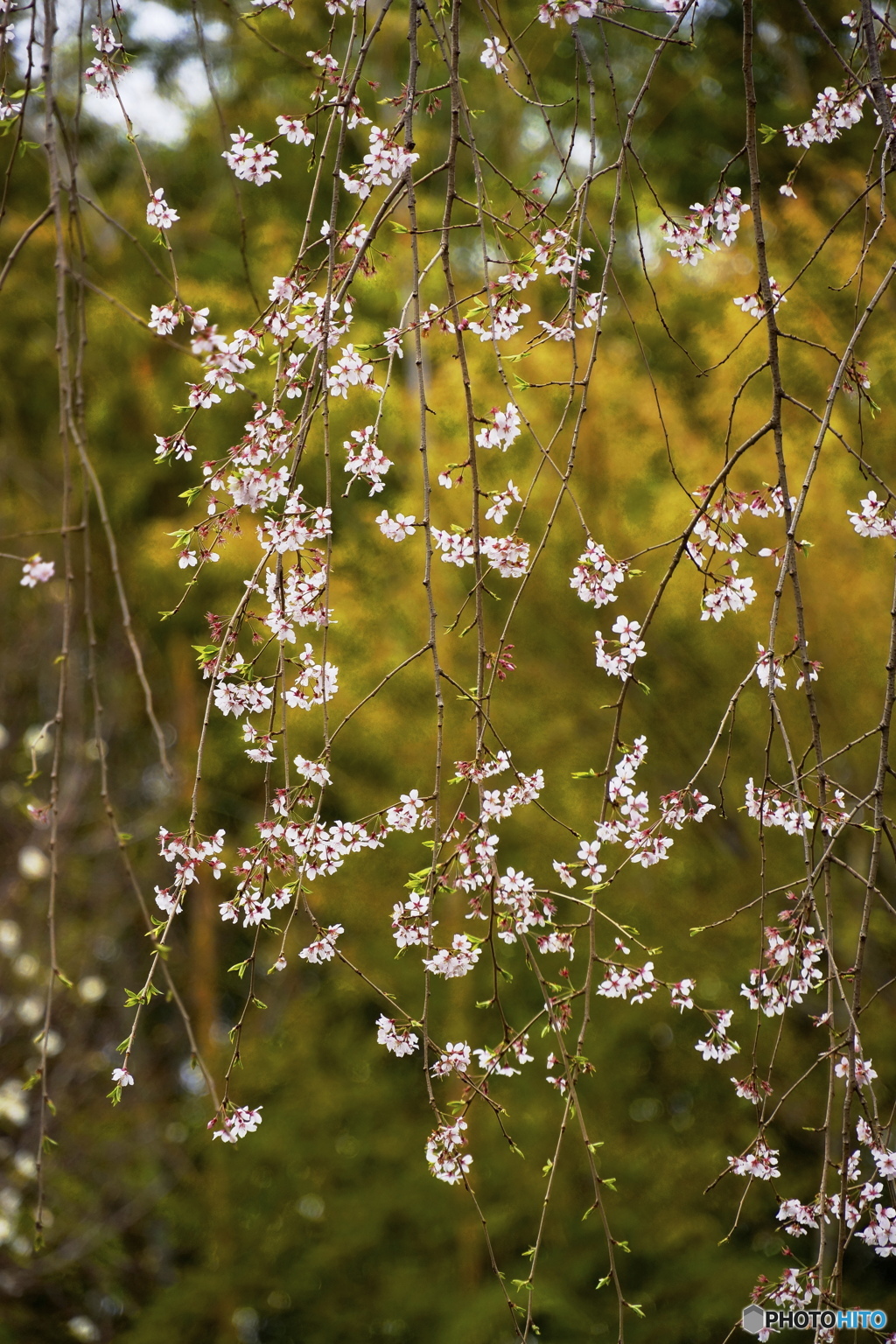 枝垂桜