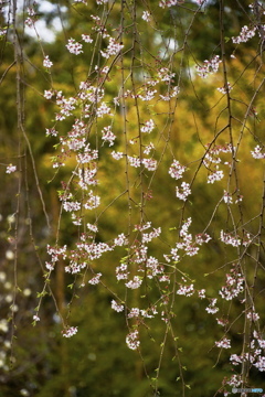 枝垂桜