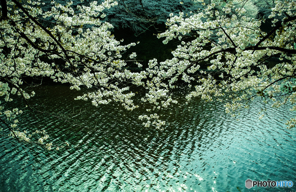 堀の桜