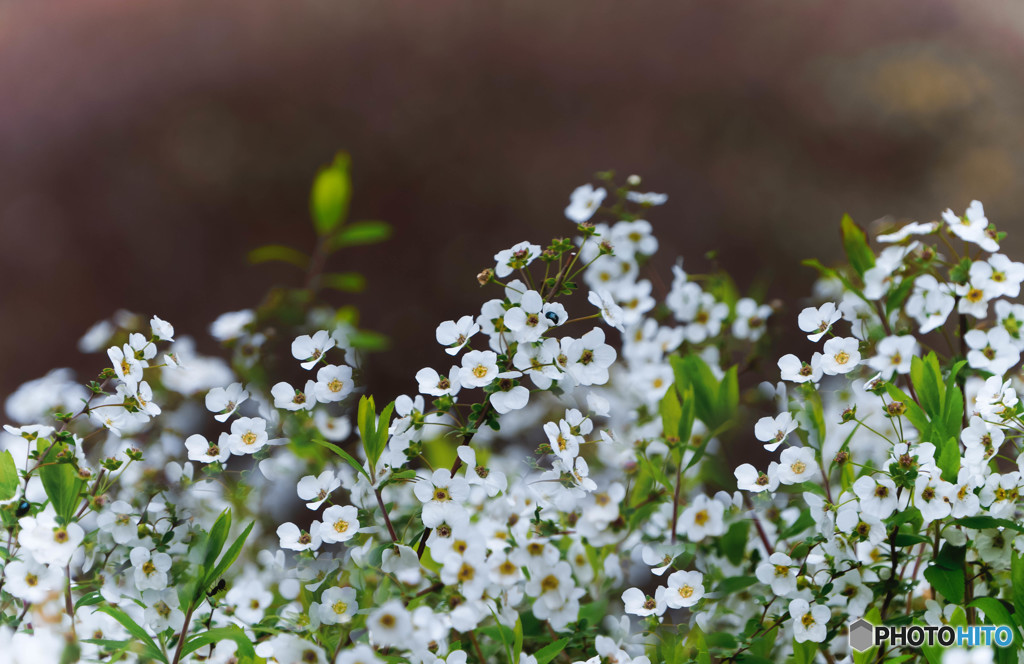 春の花