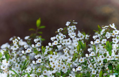 春の花