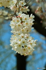 陽だまりの桜