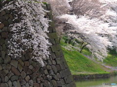 石垣の桜