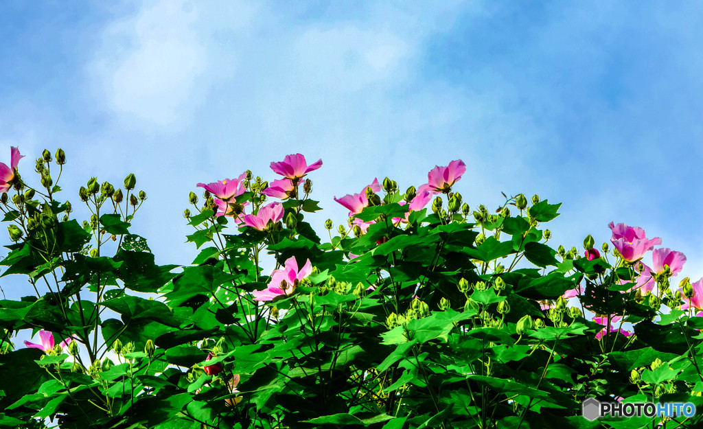 芙蓉・夏の花