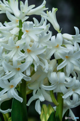 hyacinth