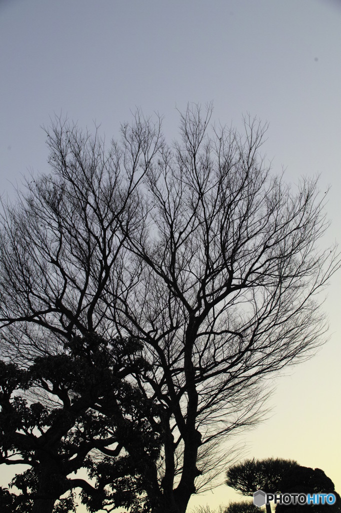 冬の空