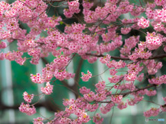 早春の桜