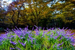 代々木公園の秋