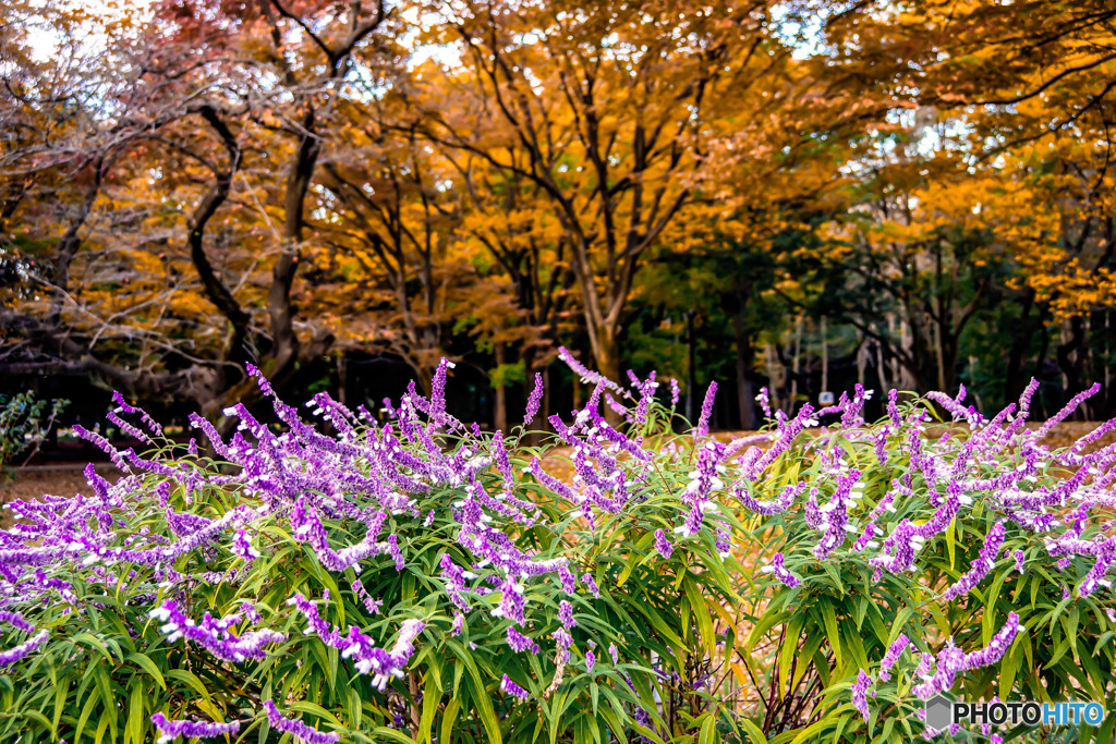 代々木公園にて
