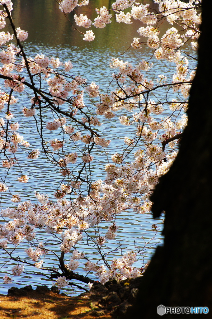 湖畔の桜