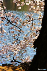 湖畔の桜