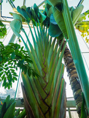 温室の植物