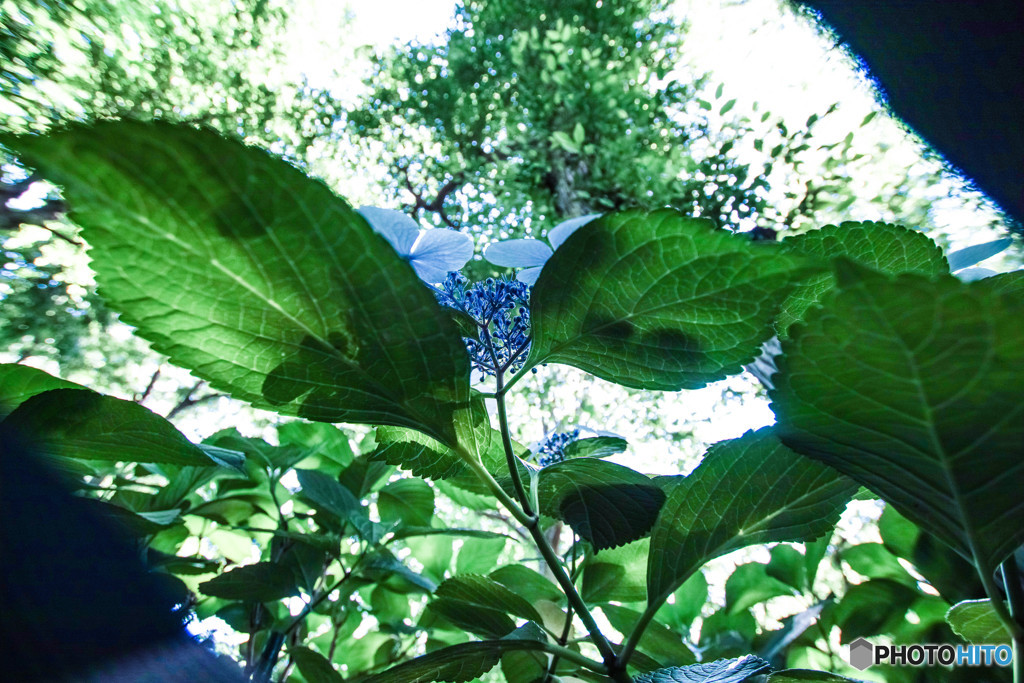紫陽花のある風景
