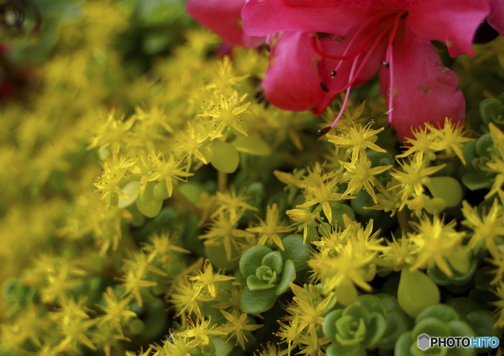 小さな花の世界