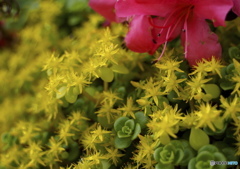 小さな花の世界