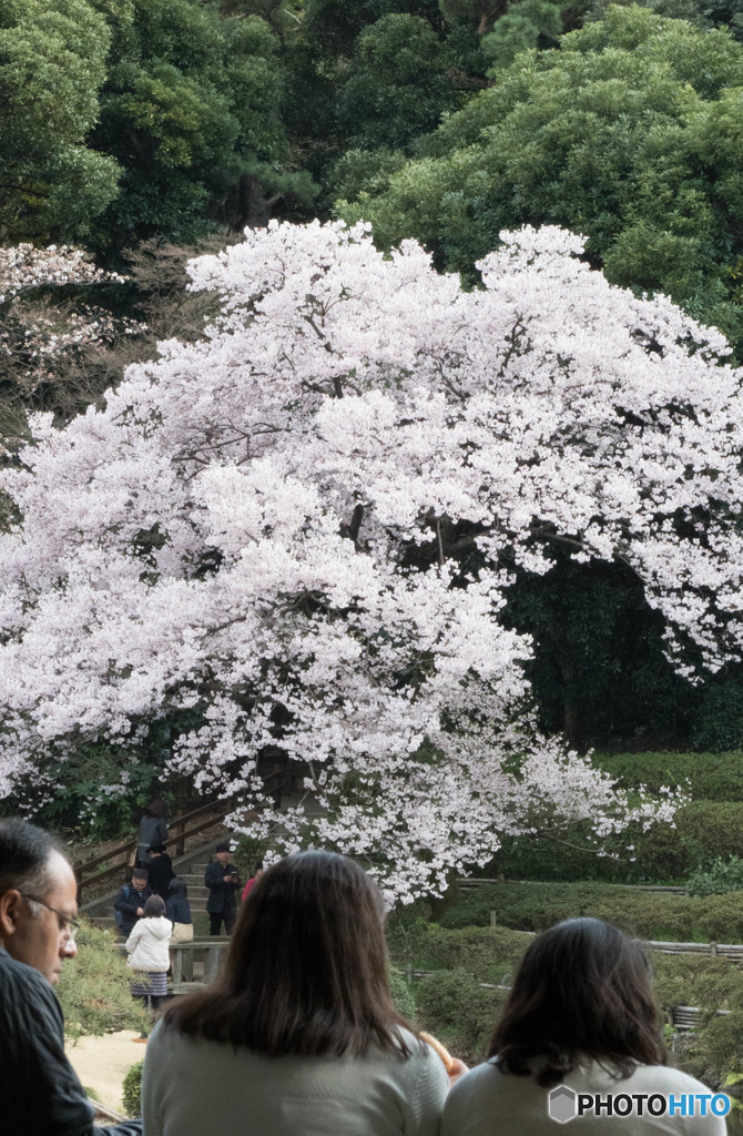 桜を愛でる