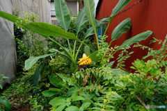 大都会の植物